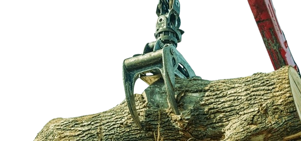 tree removal